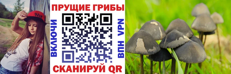 Псилоцибиновые грибы MAGIC MUSHROOMS  Козельск 